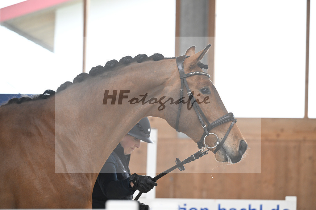 Kat-Nr. 49 Verdi Balboa v. Verdi_Keitel u Eder_14260256 | hf-fotografie - Realisiert mit Pictrs.com