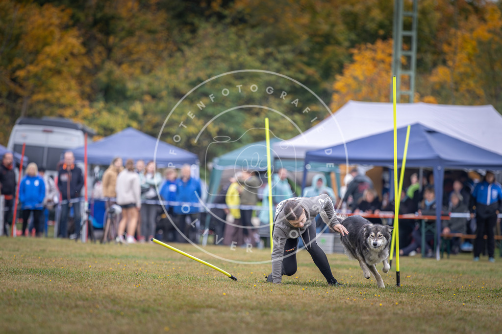 Pfotenfotografie_DV3A0911 | Hundefotografie, Tierfotograf, Pfotenfotografie, Fotoshooting Hund, Hunde Portrait, Hundesport, Hundeportraits, Heideshooting, Hunde, Sportfotograf, Hundefotograf, Turnierhundsport, THS,  - Realisiert mit Pictrs.com