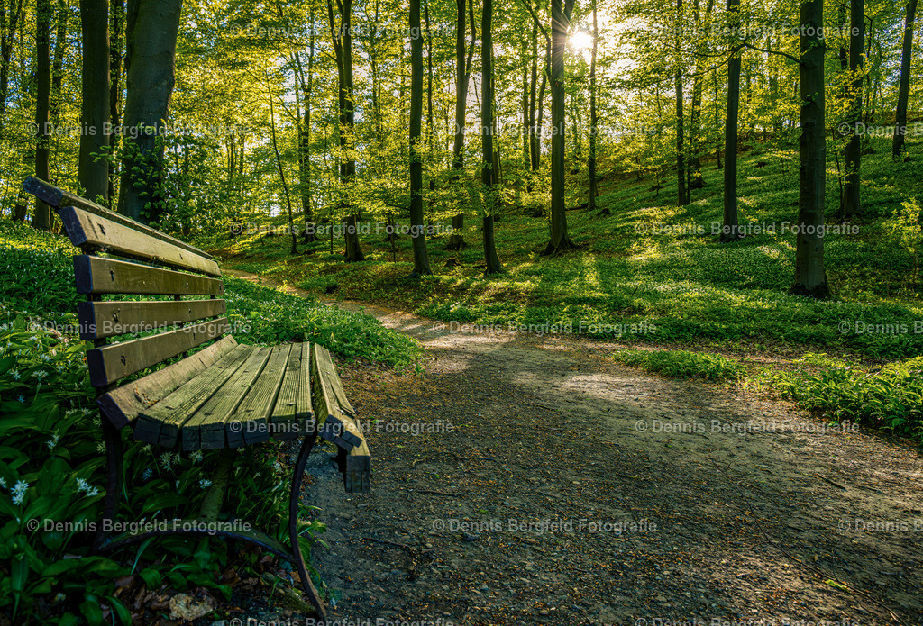 Bank im Wald | Entdecken Sie Natur, Makro und Tierfotografie von Dennis Bergfeld.Besondere Momente und Details der Natur, hochwertig als Foto und Wandbild erhältlich. - Realisiert mit Pictrs.com