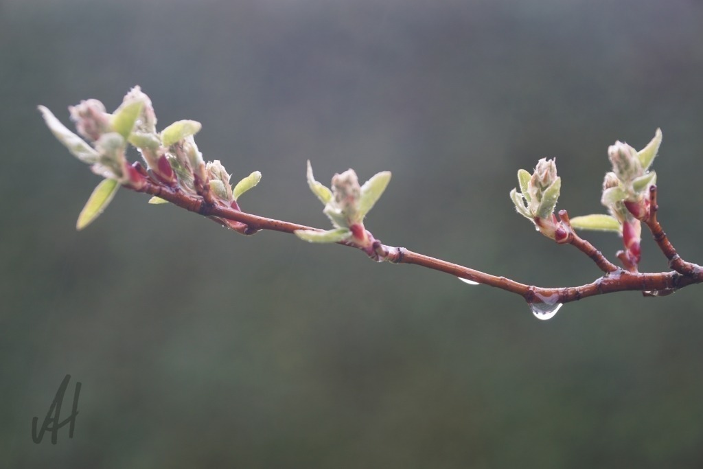Regentropfen an Felsenbirnenzweig | Regentropfen an Felsenbirnenzweig - Realisiert mit Pictrs.com