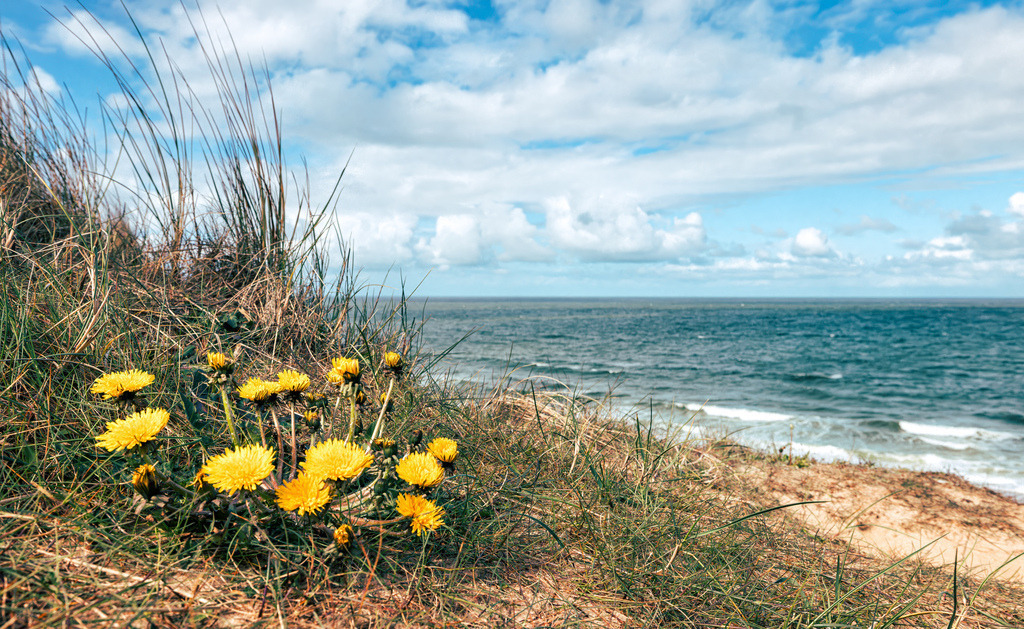 Gelber Löwenzahn in typischer Küste auf Sylt, Meer und Wolken im Hintergrund | Das Bild zeigt gelbe Blüten (Löwenzahn) in einer grasbewachsenen Küstendüne am Meer auf Sylt.Die gelben Blüten im Vordergrund ähneln optisch stark Vertretern der Korbblütler wie dem Gewöhnlichen Löwenzahn (Taraxacum) , die oft auf sandigen Böden und Dünen wachsen.Die Szene zeigt eine typische Küstenlandschaft mit bewachsenen Sanddünen, Strandhafer und Blick auf das offene Meer unter einem wolkenverhangenen Himmel. - Realisiert mit Pictrs.com