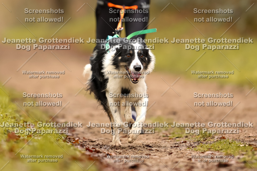 Dog Paparazzi - Speedhunter Mannheim  2025-218 | Dog Paparazzi Jeanette Grottendiek Fotografie & Videografie