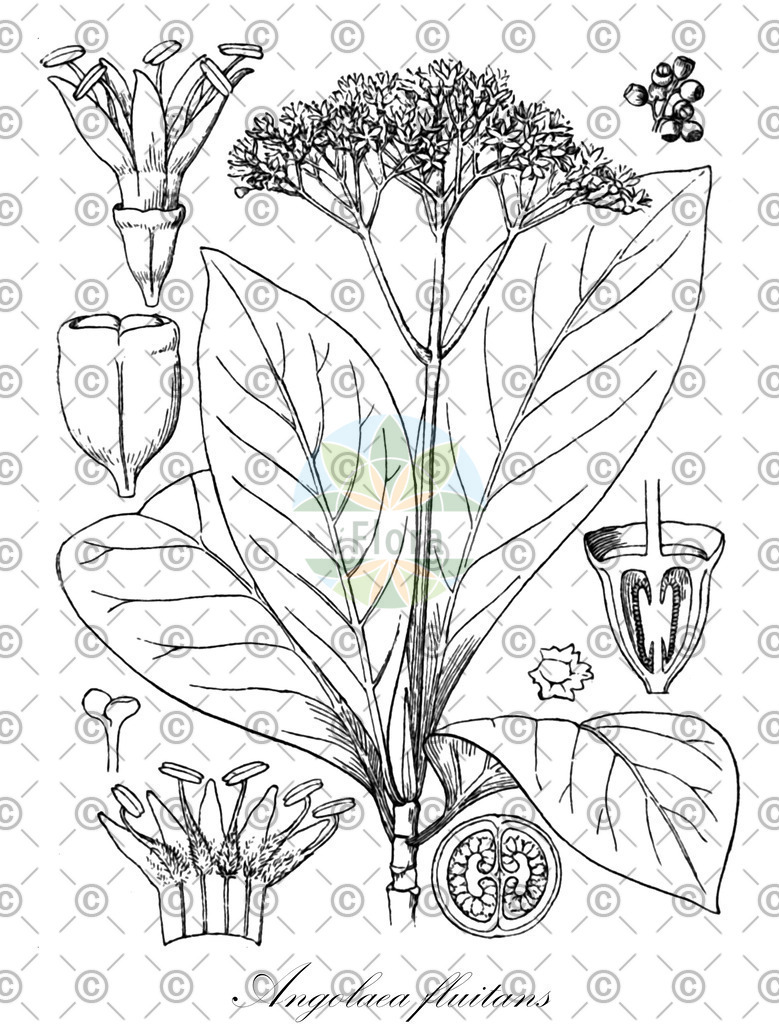 HistAbb_wfo-0000536542_233_ENZY_Simple | Historische Abbildung von Angolaea fluitans - Podostemaceae | Historical Illustration of Angolaea fluitans - Podostemaceae