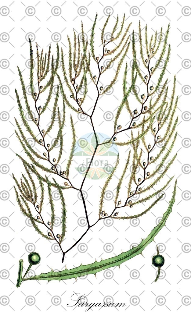 HistAbb_wfo-0000303918_1_ENZY_Simple | Historische Abbildung von Sargassum - Sargassaceae (0) | Historical Illustration of Sargassum - Sargassaceae (0)