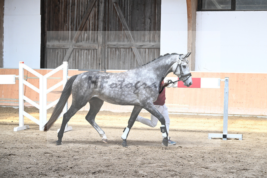 Kat-Nr. 6 Amira S_ZG Sautter_49220035 | hf-fotografie - Realizzato con Pictrs.com