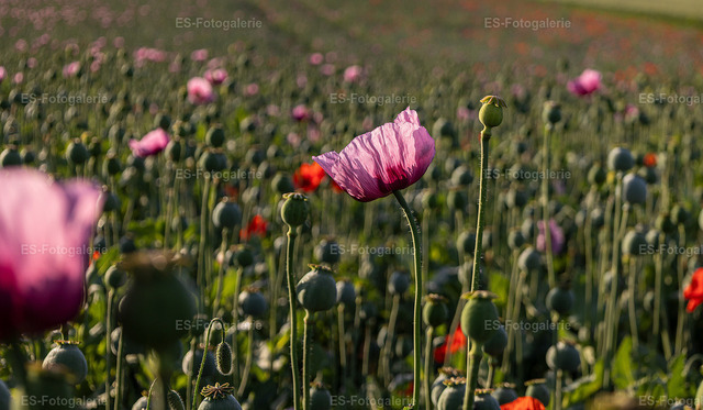 Mohnblumen