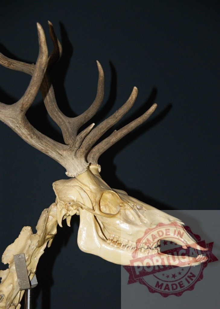 Deer skull with antlers on display in museum | Deer skull and antlers showing bone structure and natural anatomy - Realized with Pictrs.com
