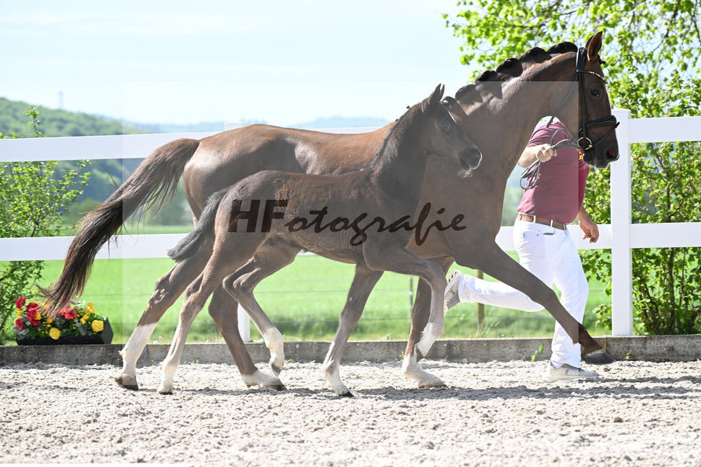 Kat-Nr. 39 HF Sebastino PS x Fuerstano_Heilemann_23260254 | hf-fotografie - Realisiert mit Pictrs.com