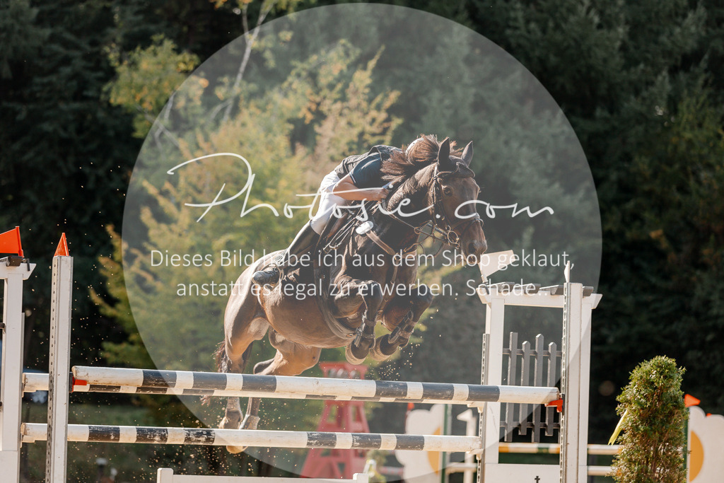 3I6A4700 | Stimmungsvolle Portraits und Reitsportfotografie im Ruhrgebiet und im Münsterland.

Pferdefotografie, Hundefotografie, Tierfotografie, Reportagen, Portraits von Tier und Mensch, Turnierfotografie in Bochum, Recklinghausen, Marl, Haltern am See, Dülmen.. - Realisiert mit Pictrs.com