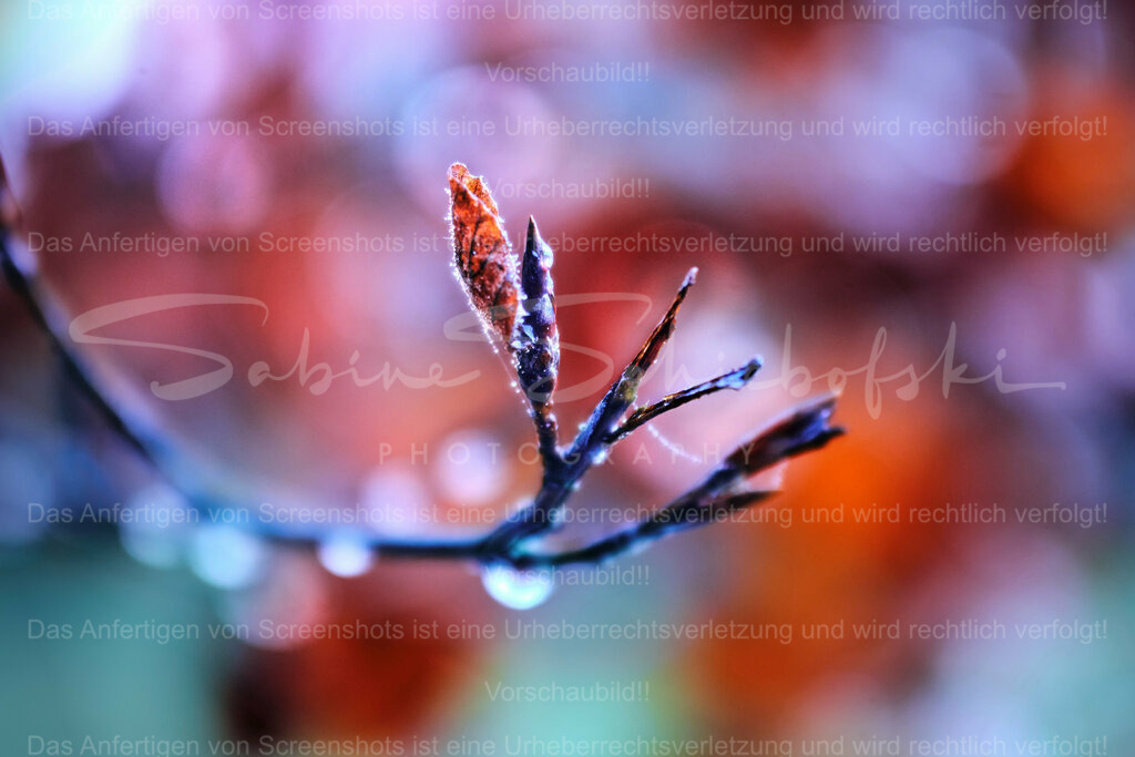 Wandbild Blatt mit Eistropfen | People- und Tierfotografie, Imageaufnahmen, Veranstaltungsfotografie und Wandbilder aus der Natur ★ Made in Germany ✔️ Druck + Downloads ✔️ Naturfotografie in Top Qualität ★ schneller Versand, weltweite Lieferung! - Realisiert mit Pictrs.com