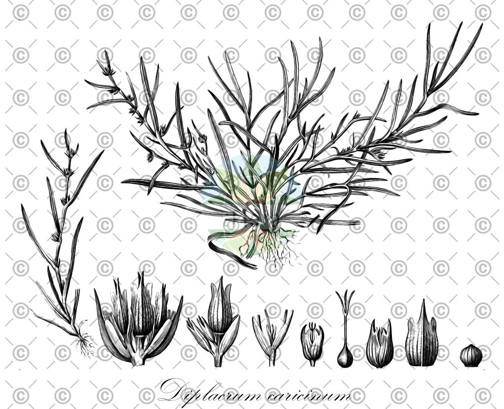 HistAbb_wfo-0000789356_1_ENZY_Simple | Historische Abbildung von Diplacrum caricinum - Cyperaceae | Historical Illustration of Diplacrum caricinum - Cyperaceae
