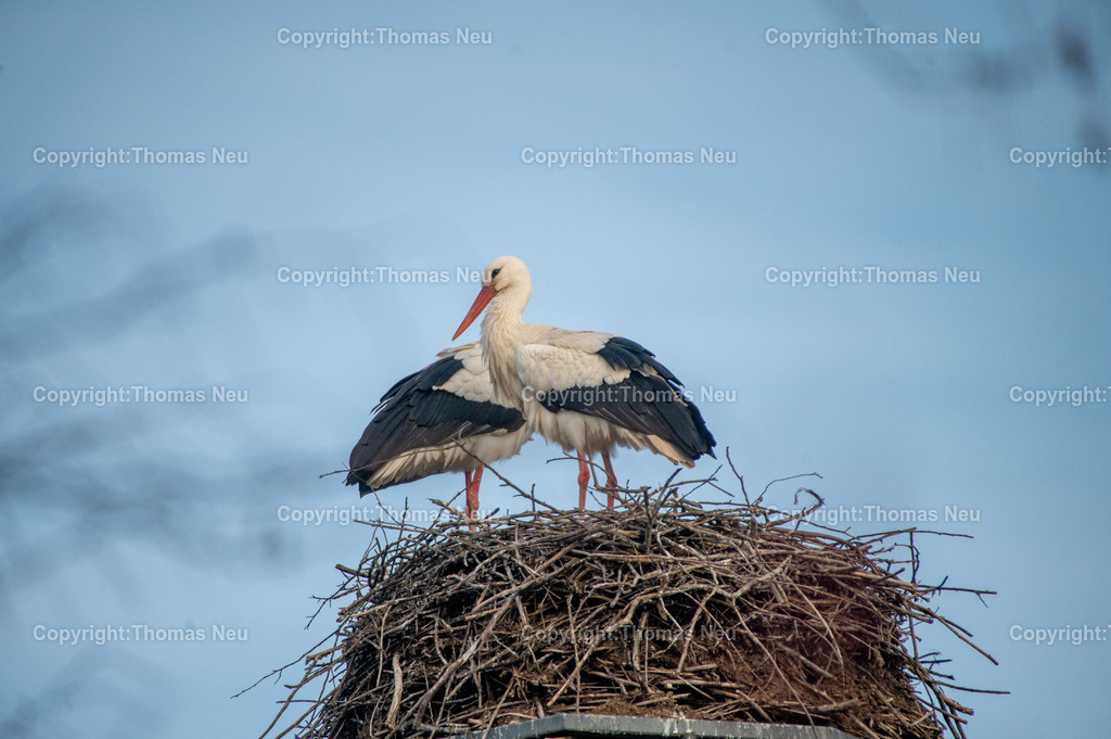 Storchenpaar-Nestbau_2 | Ein Weißstorchenpaar beim Nestbau auf einem Horst. Eindrucksvolle Naturfotografie und Symbol für Frühling und neues Leben an der Bergstraße.