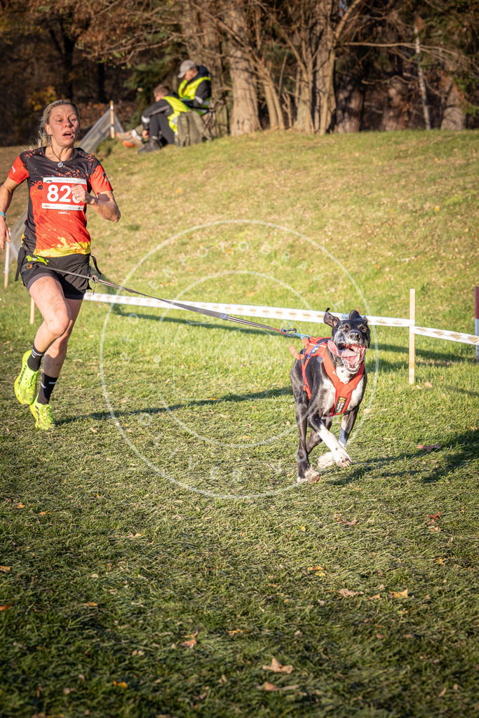 CaniXpix_0L8A0568 | Hundefotografie, Tierfotograf, Pfotenfotografie, Fotoshooting Hund, Hunde Portrait, Hundesport, Hundeportraits, Heideshooting, Hunde, Sportfotograf, Hundefotograf, Turnierhundsport, THS,  - Realisiert mit Pictrs.com