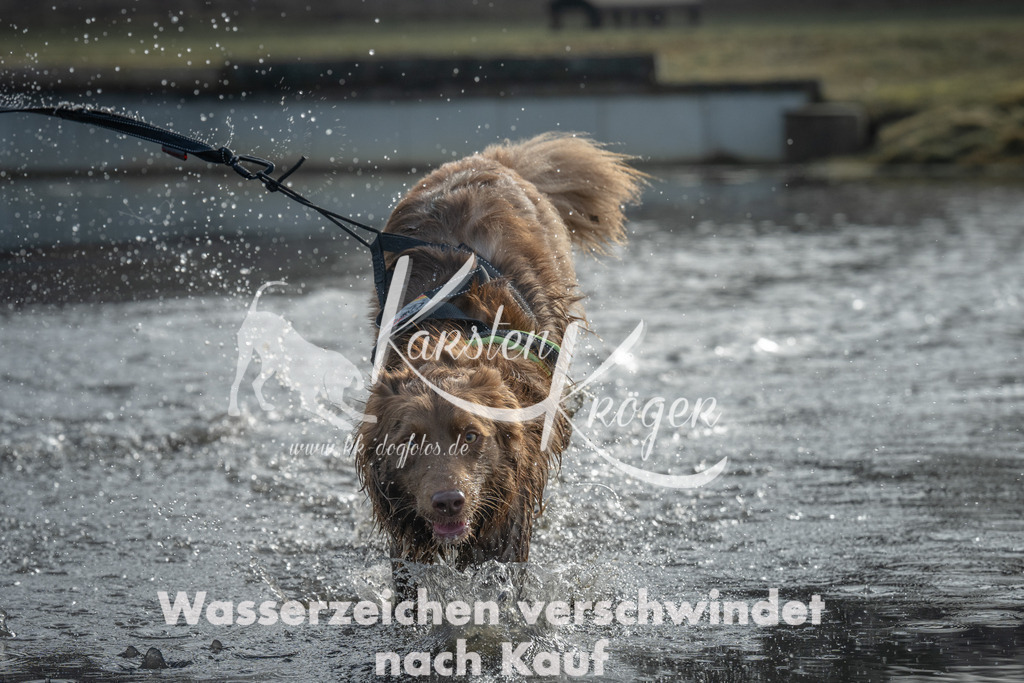 1008_ZZ95865 | kk-dogfotos