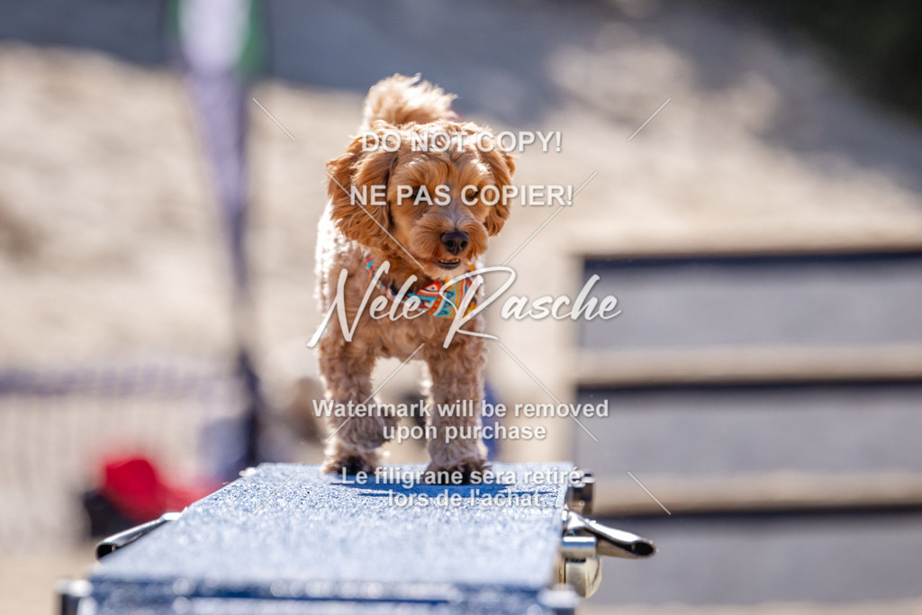 NR__1264 | nelerasche