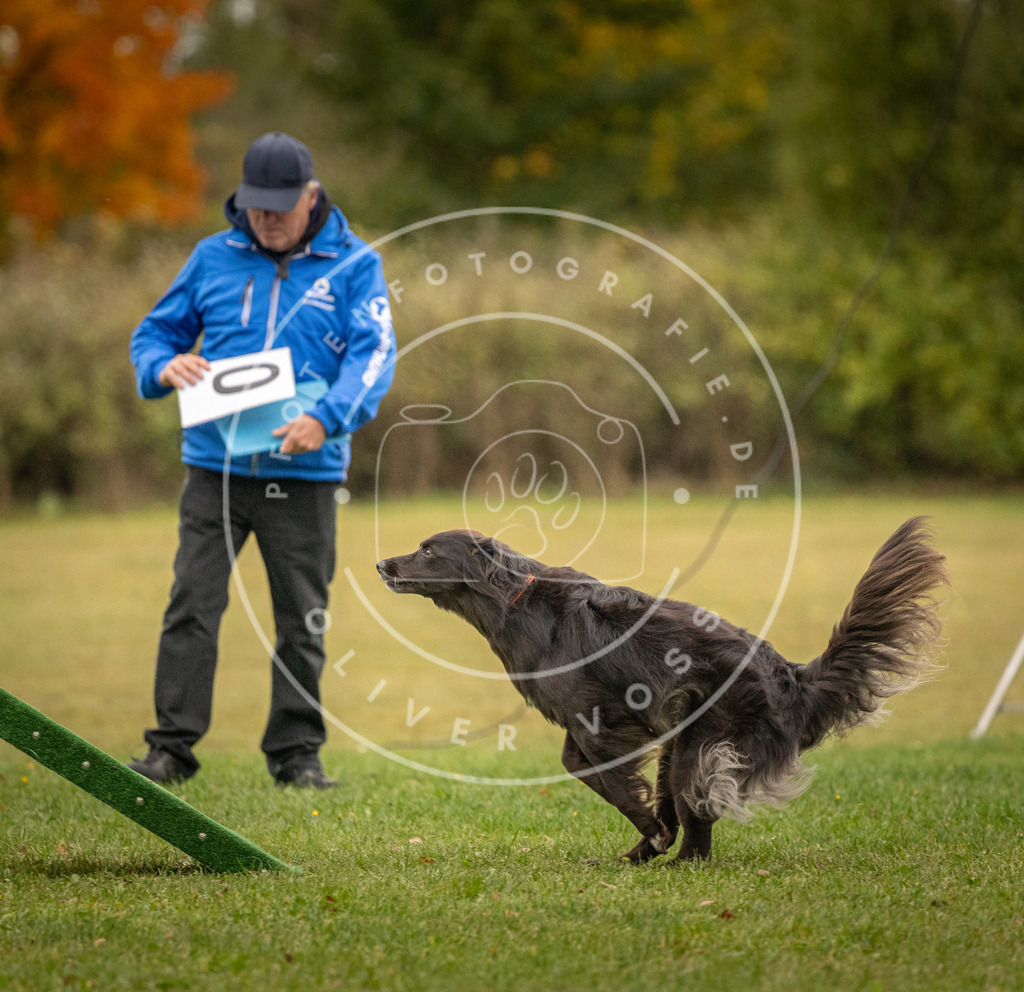 Pfotenfotografie_DV3A7482 | Hundefotografie, Tierfotograf, Pfotenfotografie, Fotoshooting Hund, Hunde Portrait, Hundesport, Hundeportraits, Heideshooting, Hunde, Sportfotograf, Hundefotograf, Turnierhundsport, THS,  - Realisiert mit Pictrs.com
