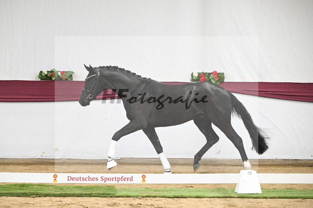 Kat-Nr. 58 Feliciano x San Amour I_Ida Vavrikova_47252169 | hf-fotografie - Realisiert mit Pictrs.com