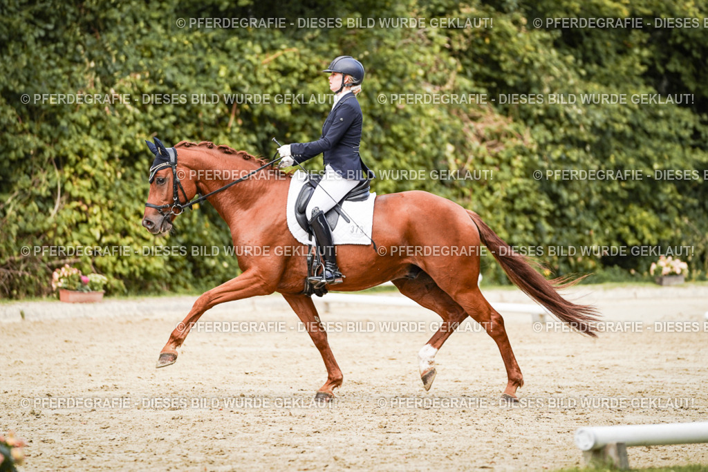 DSC02704 | Pferdegrafie