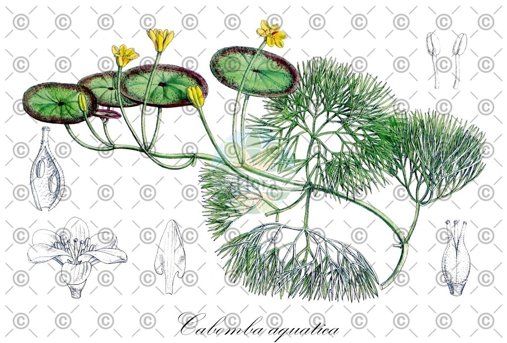 HistAbb_wfo-0000577394_1_ENZY_Simple | Historische Abbildung von Cabomba aquatica - Cabombaceae | Historical Illustration of Cabomba aquatica - Cabombaceae