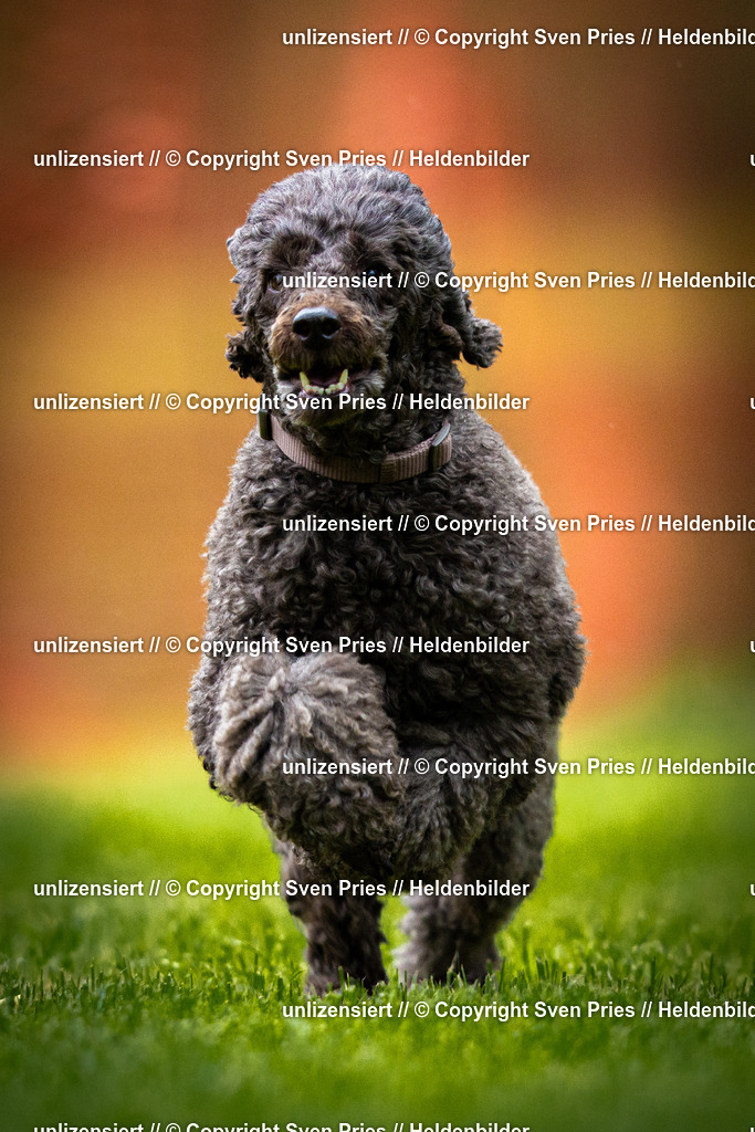 Sven Pries | 2025-09-21 - Hunderennen Baden-Oos - Realisiert mit Pictrs.com