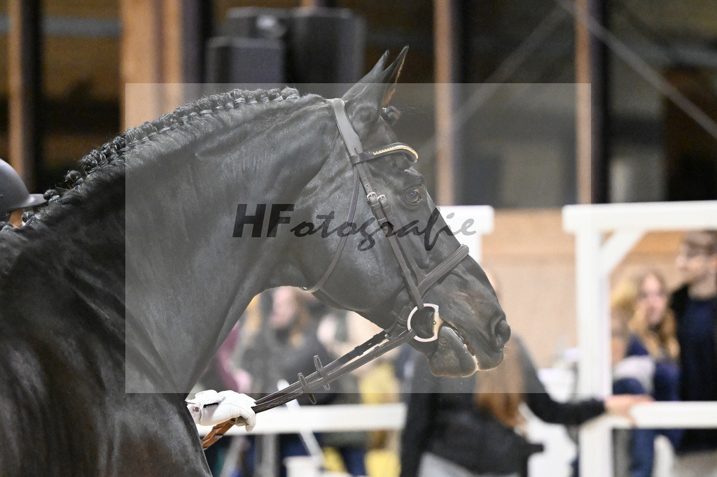 Adzaro de L Abbaye B_5251034 | hf-fotografie - Realisiert mit Pictrs.com