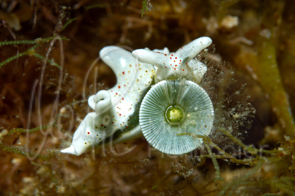 Elysia timida | nudibranch / Nacktschnecke - Realisiert mit Pictrs.com
