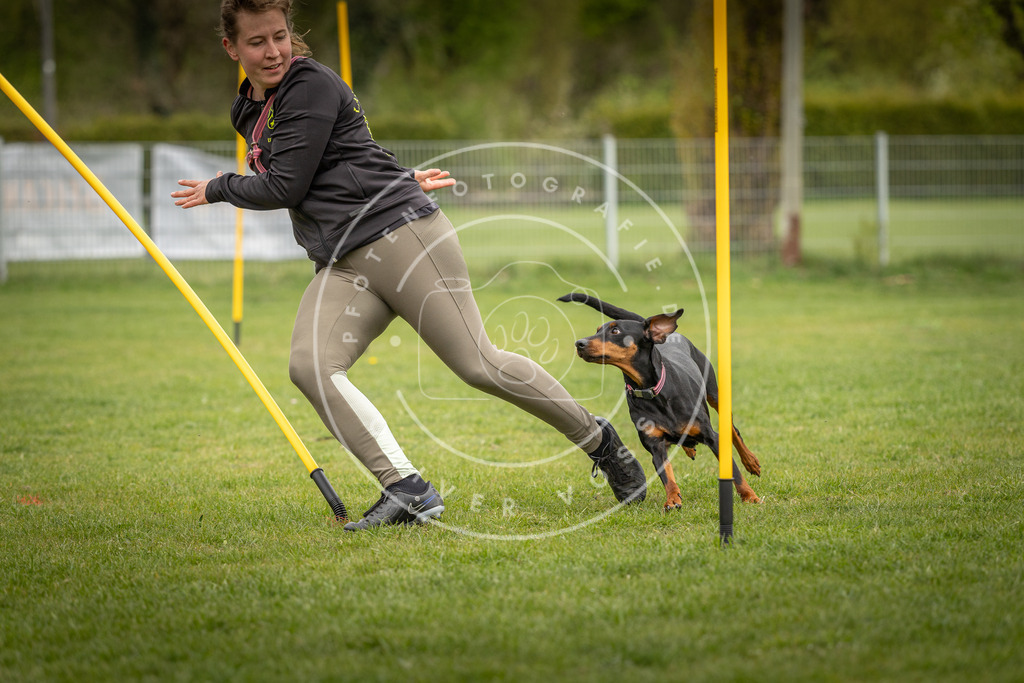Pfotenfotografie_DV3A9712 | Hundefotografie, Tierfotograf, Pfotenfotografie, Fotoshooting Hund, Hunde Portrait, Hundesport, Hundeportraits, Heideshooting, Hunde, Sportfotograf, Hundefotograf, Turnierhundsport, THS,  - Realisiert mit Pictrs.com