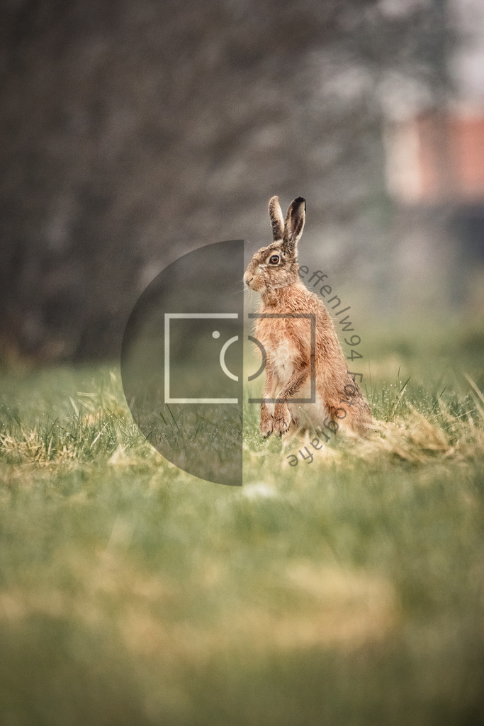 Stehender Wildhase Wandbild | Ich bin Fotograf und auf meiner Webseite hast du die Möglichkeit meine fotografie als Wandbilder druckfertig für dein Zuhause zu bestellten. - Realisiert mit Pictrs.com