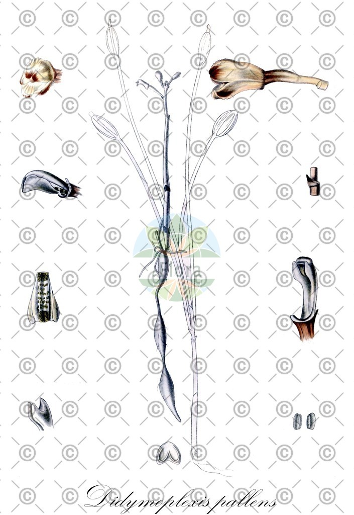 HistAbb_wfo-0000943374_1_ENZY_Simple | Historische Abbildung von Didymoplexis pallens - Orchidaceae | Historical Illustration of Didymoplexis pallens - Orchidaceae