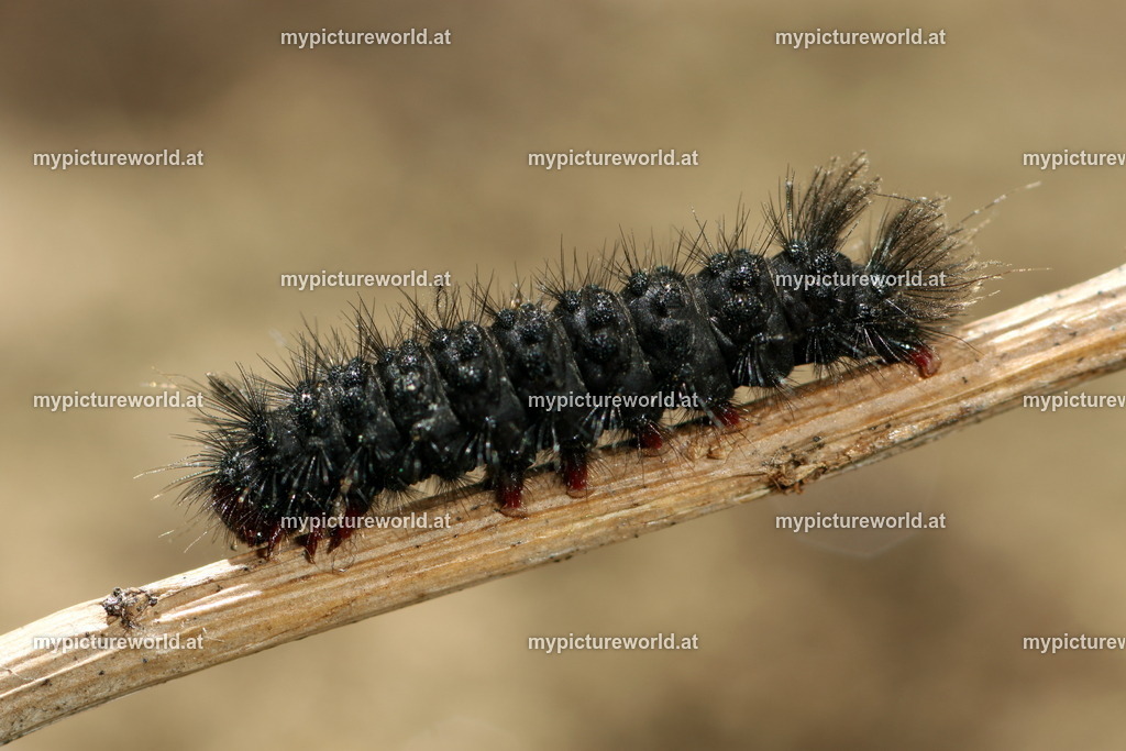 Amota phegea-005 | Das Bilderarchiv über Tiere, Planzen und Landschaften. In der Bilddatenbank finden Sie ein große Auswahl an hochwertigen Bilder für Ihre Werbung - Realisiert mit Pictrs.com