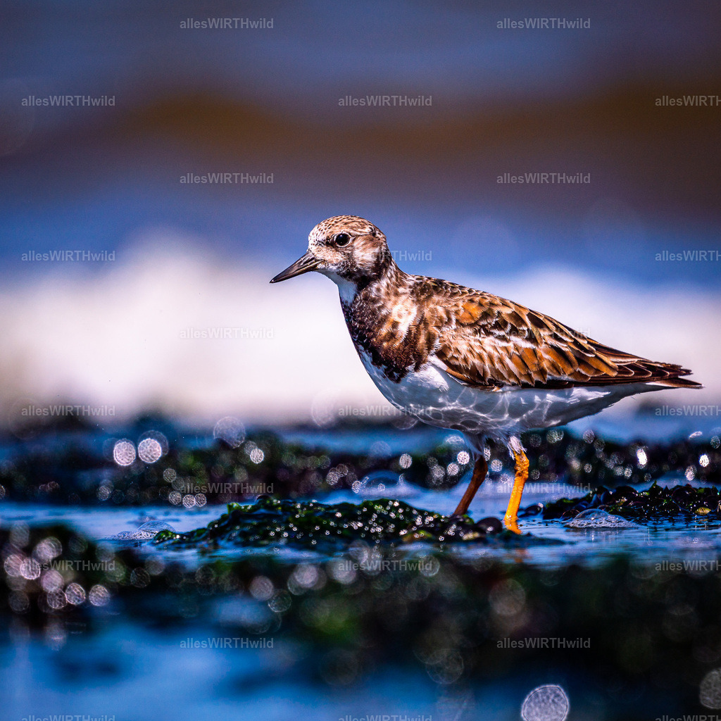 Daniel Wirth - www.allesWIRTHwild.de -20210529-_AWG8919-2 | Entdecke die faszinierende Welt der Natur- und Wildlife-Fotografie von Daniel und Bärbel. Inspirierende Bilder von wilden Tieren und kleinen Naturwundern.
