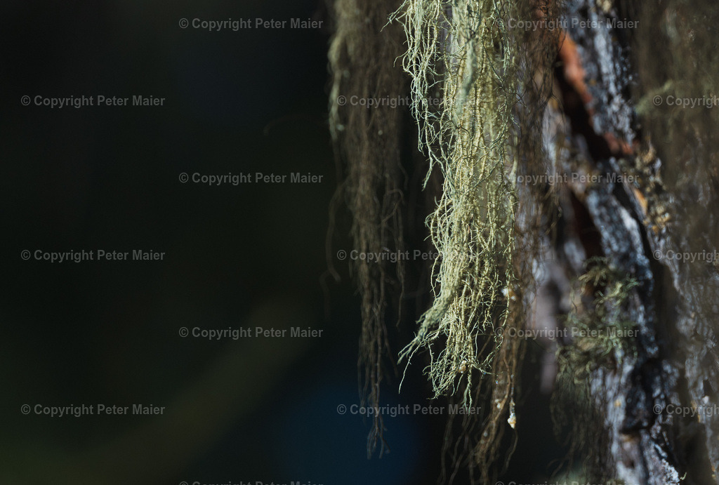 Divers_Erlebnisraum_Wald_23_Peter_Maier-133 | piet_flosse