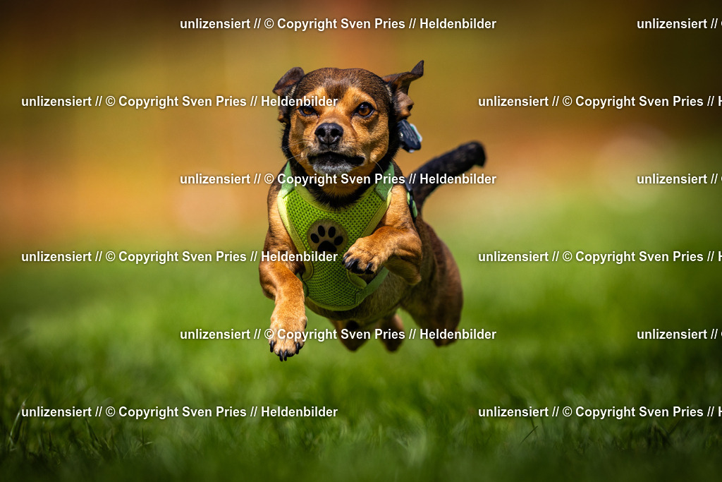 Sven Pries | 2025-04-13 - Hunderennen Baden-Baden - Realisiert mit Pictrs.com