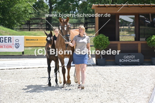 30_Escaneno - Quaterback_935_2171 | Björn Schroeder Pferdefotografie