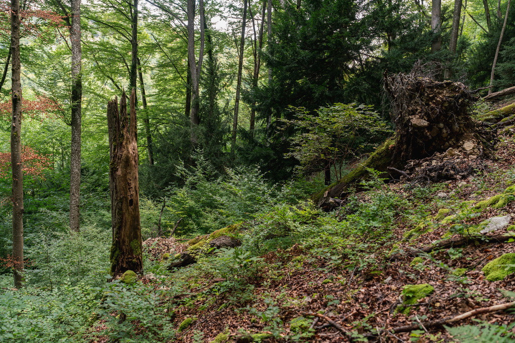 ZD250916101856 | Fotoshop von zweidimensional Fotografie. Ihr Fotograf im Aargau. Abzüge von Ihrem Fotobox Event bestellen.Abzüge von Ihrem Hochzeit bestellen.Abzüge von Ihrem Schulfotograf bestellen.