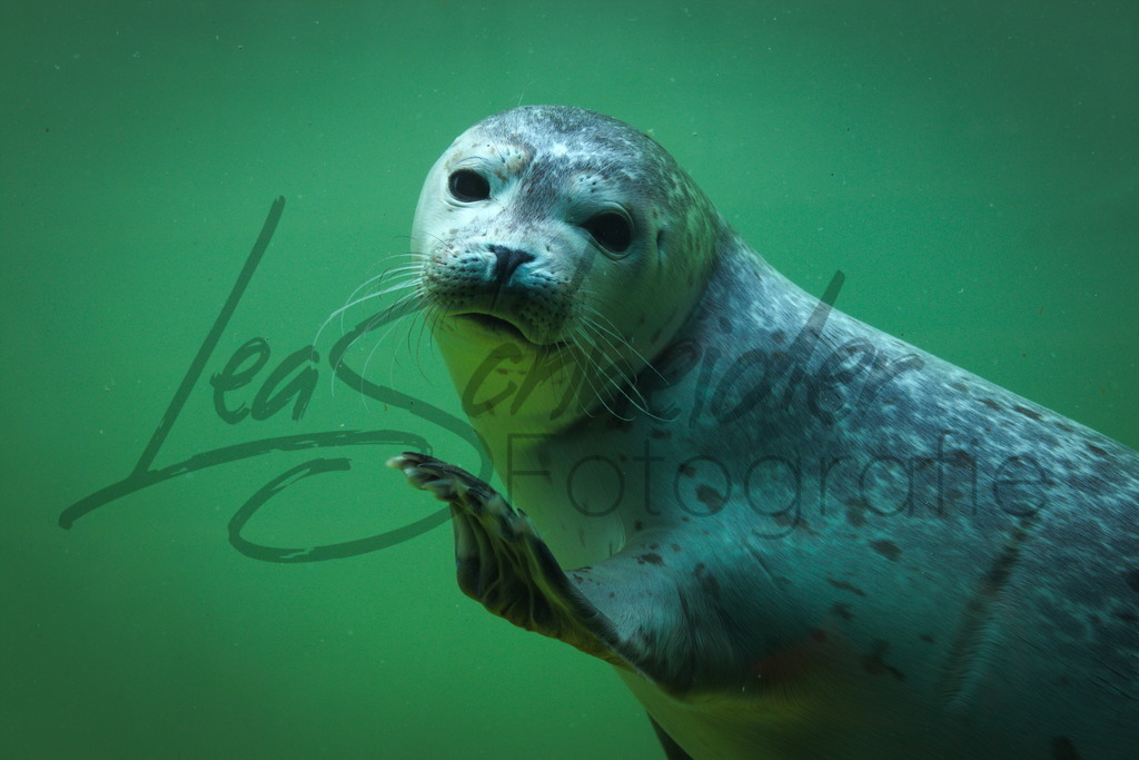 Natur & Tiere 3 | Seehund - Realisiert mit Pictrs.com