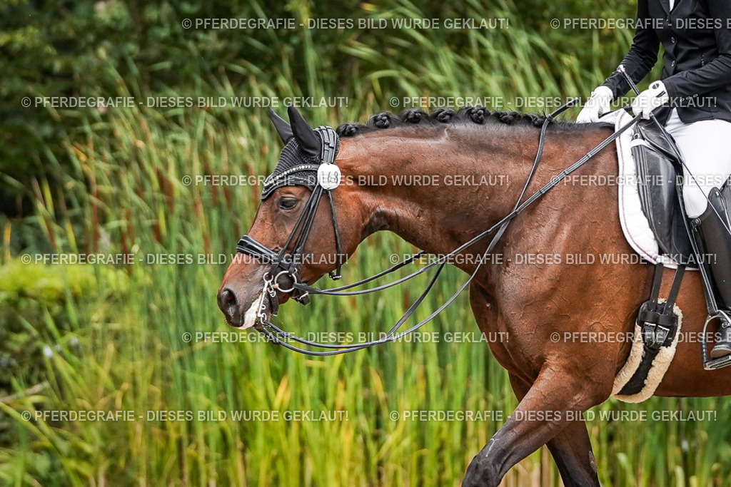 DSC04589 | Pferdegrafie