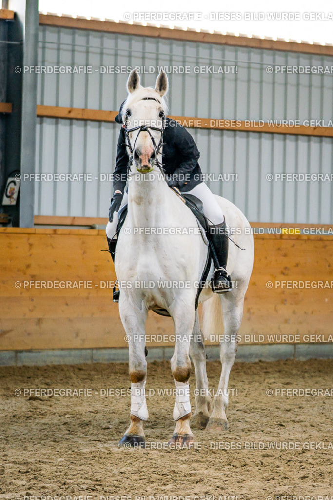 DSC00758 | Pferdegrafie