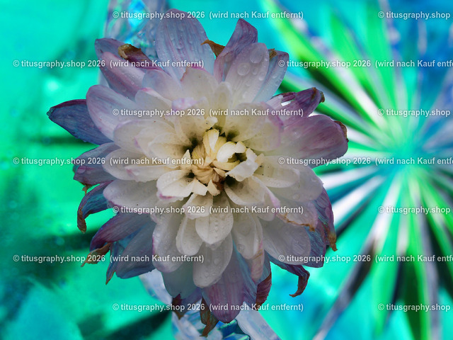 titusgraphy_P9131920-vz-ln | titusgraphy-shop: Geschenkideen mit Qualitätsfotos. titusgraphy-shop: gift ideas with quality photos. titusgraphy-shop: idées cadeaux avec photos de qualité.  - Realisiert mit Pictrs.com