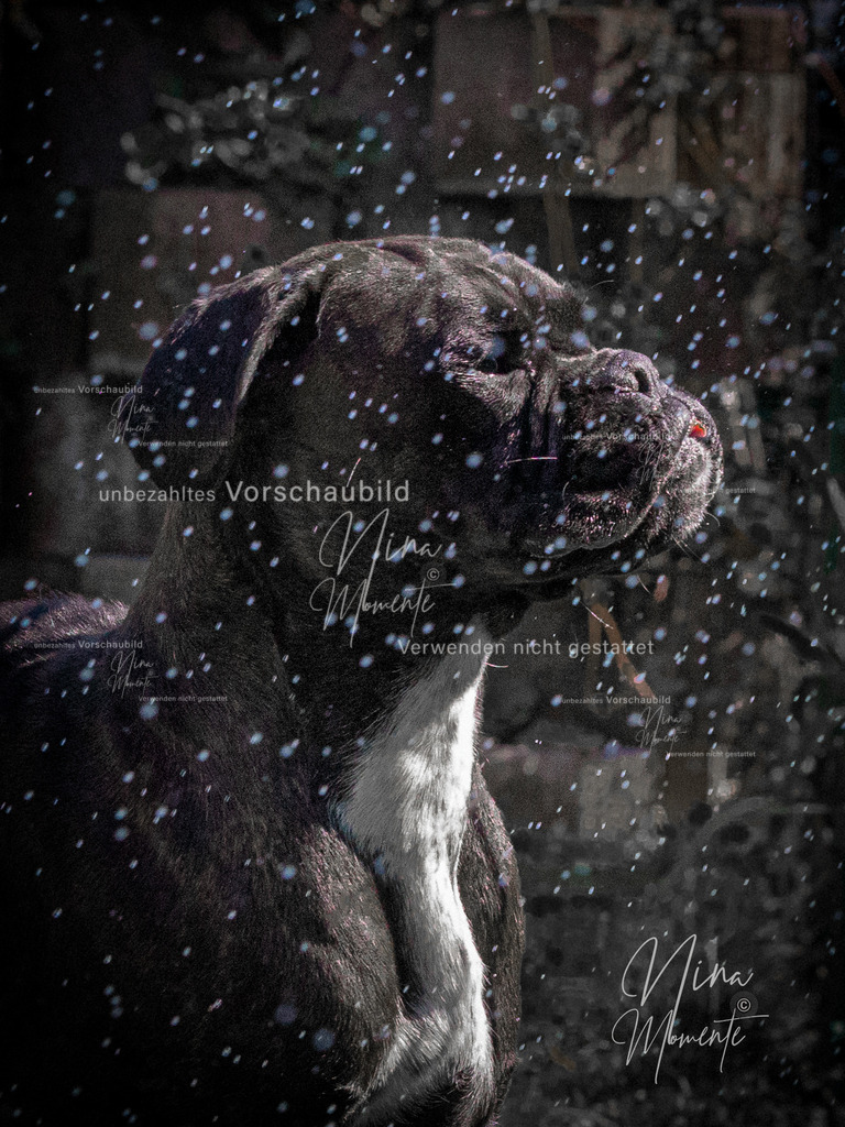 _16A5543-1 | Einzigartige Fotos von Hunden & Menschen –Actionfotos, Portraits, Vereinsaufnahmen & Paarshootings – authentisch, lebendig & mit Herz.