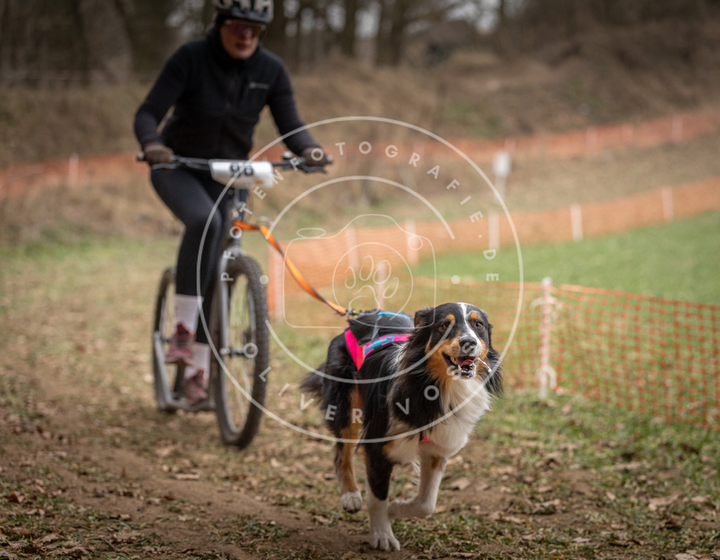 Pfotenfotografie_DV3A7080 | Hundefotografie, Tierfotograf, Pfotenfotografie, Fotoshooting Hund, Hunde Portrait, Hundesport, Hundeportraits, Heideshooting, Hunde, Sportfotograf, Hundefotograf, Turnierhundsport, THS,  - Realisiert mit Pictrs.com