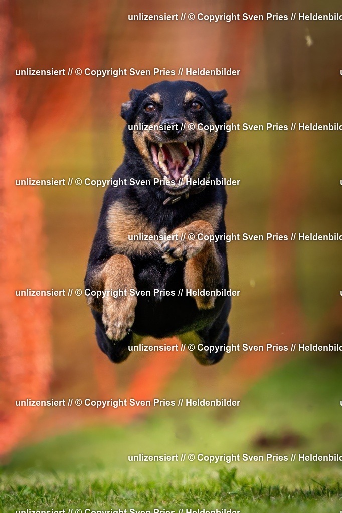 Sven Pries | 2024-09-22 - Hunderennen Baden-BadenPudelverein - Realisiert mit Pictrs.com