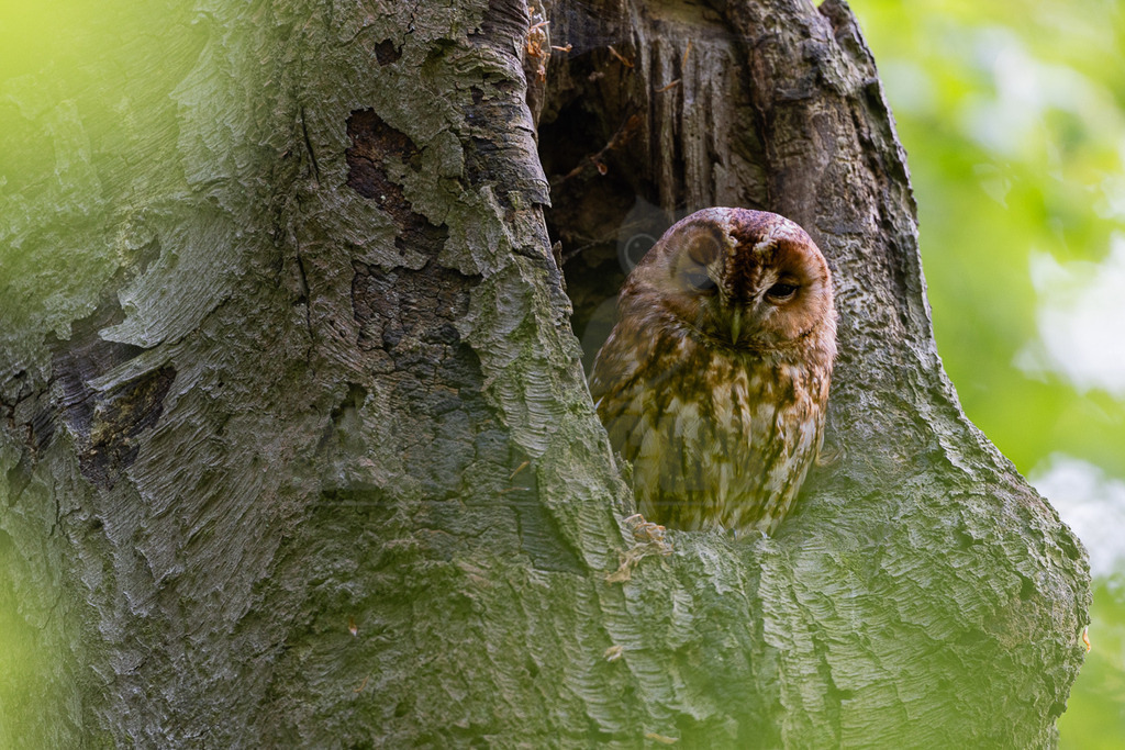 R5NF8856-20230517-2 | Ein Waldkauz (Strix aluco) sitzt tagsüber in einer Baumhöhle und ruht sich aus. Sein braun-weiß gemustertes Gefieder ist gut an die umgebende Baumrinde angepasst. Im Hintergrund ist unscharfes, hellgrünes Laub zu sehen, das auf eine bewaldete Umgebung hindeutet. - Realisiert mit Pictrs.com