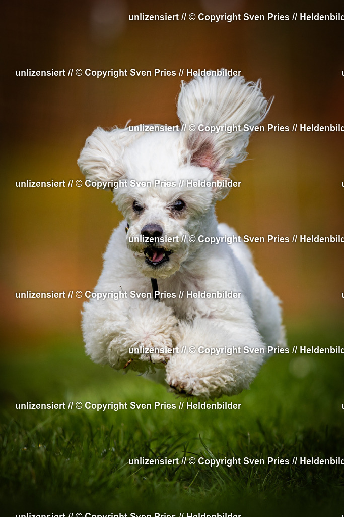 Sven Pries | 2025-04-13 - Hunderennen Baden-Baden - Realisiert mit Pictrs.com