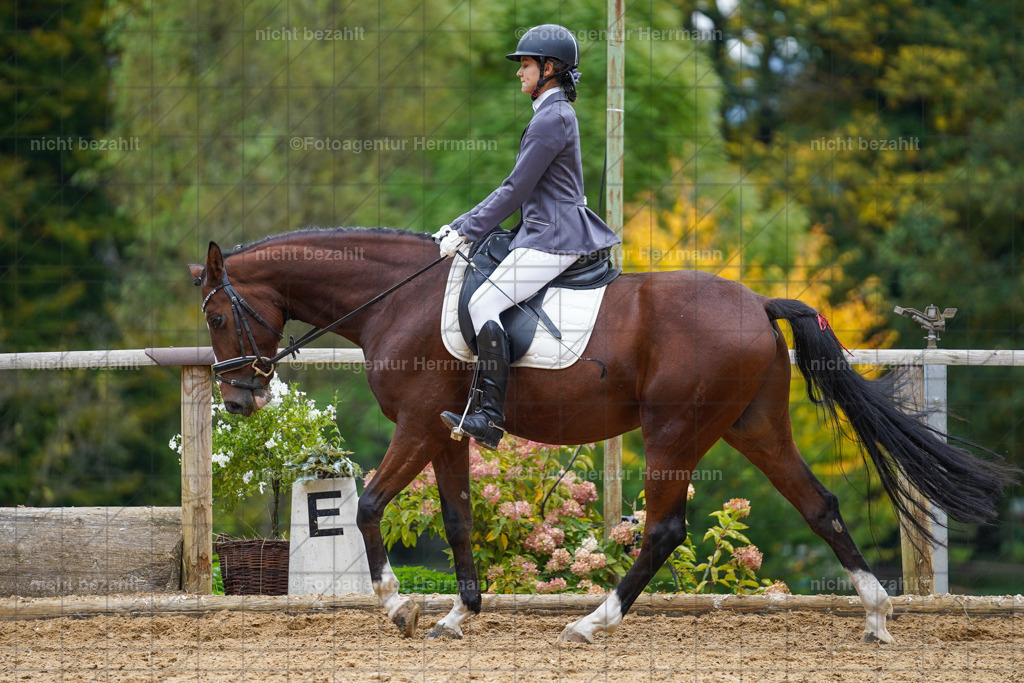 20221008-FAH01587 | Diessen am Ammersee, 2022, Dressur- und Springturnier, Reitsportbilder, Turnierfotografen Bayern, Pferdefotografen, Fotoagentur Herrmann, Turnierbilder
