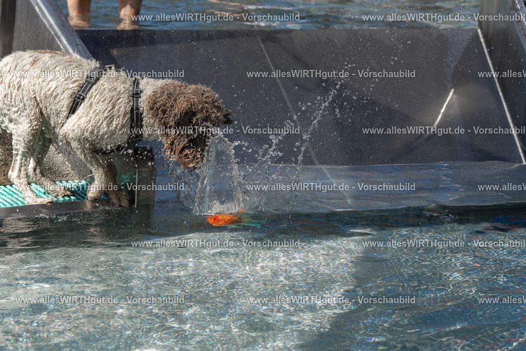 Hundeschwimmen_Volksbad_2026-allesWIRTHgut_Tierfotografie-2609061338-FAY06798 | Professionelle Tierfotografie in Mönchengladbach von Daniel Wirth (allesWIRTHgut). Liebevolle & natürliche Bilder von Hunden & Katzen für unvergessliche Erinnerungen.