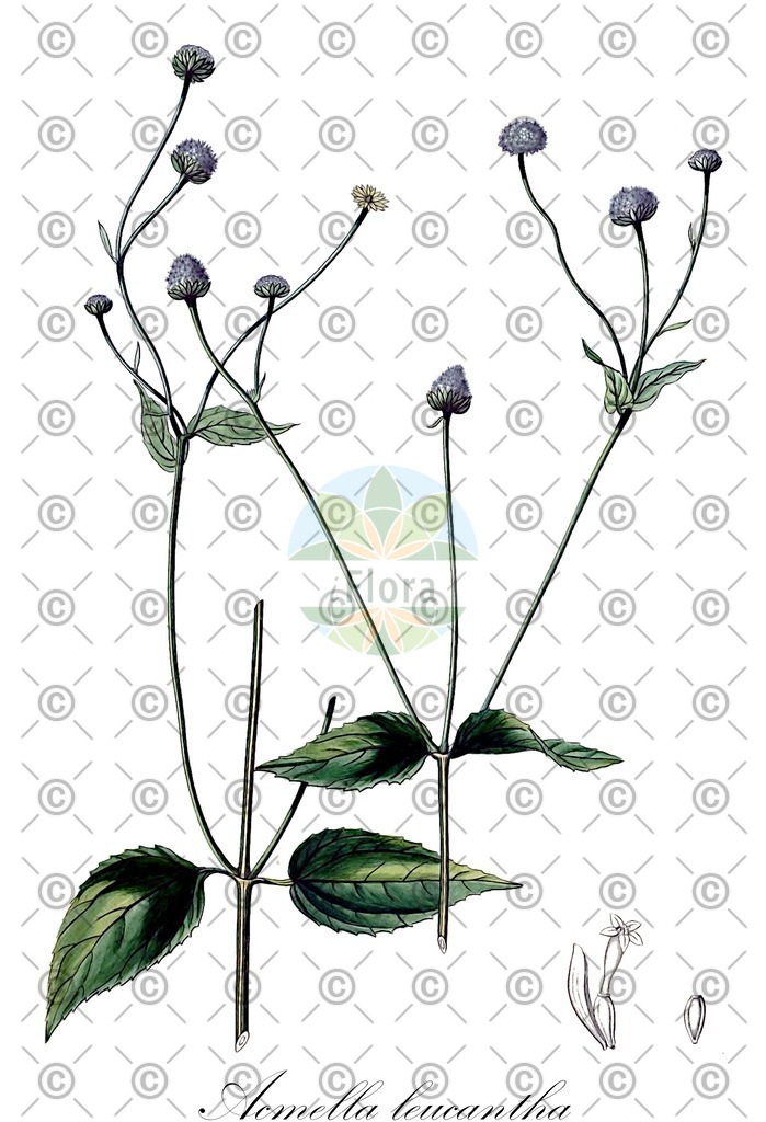 HistAbb_wfo-0000023813_1_ENZY_Simple | Historische Abbildung von Acmella leucantha - Asteraceae | Historical Illustration of Acmella leucantha - Asteraceae