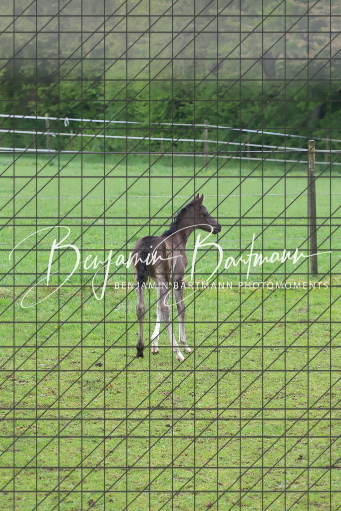 IMG_4306 | Benjamin Bartmann Photomoments