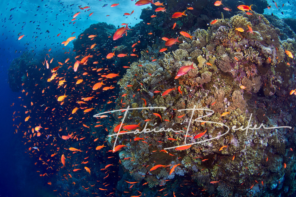 Anthias Explosion | Einzigartige Wandbilder von faszinierenden Unterwasserwelten. Exklusive Kunst für Empfangsbereiche, Wohnraum oder Wartezimmer. - Realisiert mit Pictrs.com