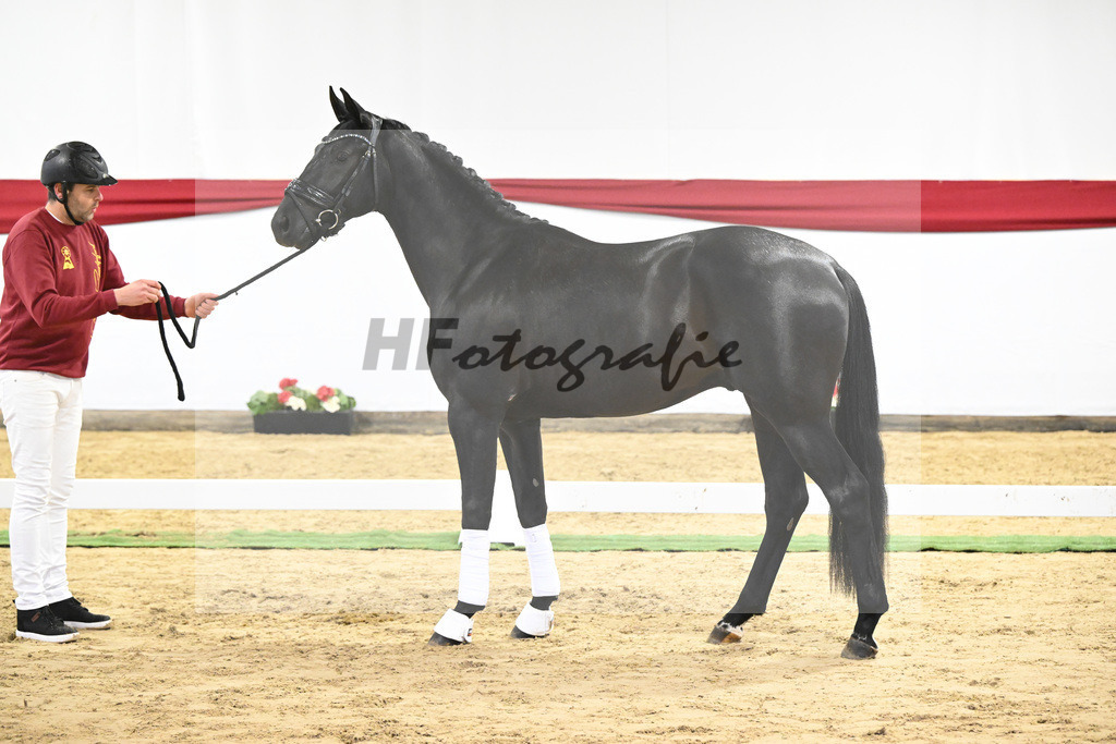 Kat-Nr. 12 v. Toto jr._Stal Brinkman_63220411 | hf-fotografie - Realisiert mit Pictrs.com